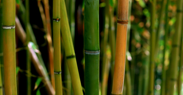 Le bambou, nouvel ingrédient tendance pour vos cosmétiques capillaires