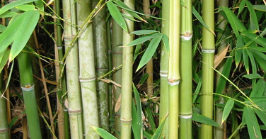 Les pousses de bambou dans la cuisine japonaise